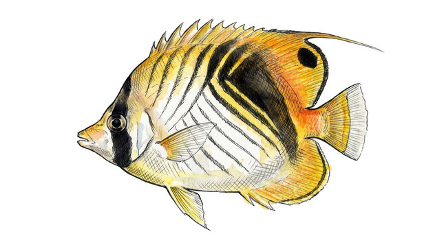 Handdrawn illustration of a threadfin butterflyfish isolated on transparent background