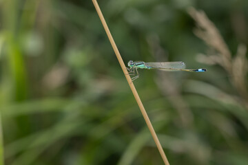 Demoiselle © Laurent