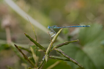 Demoiselle © Laurent