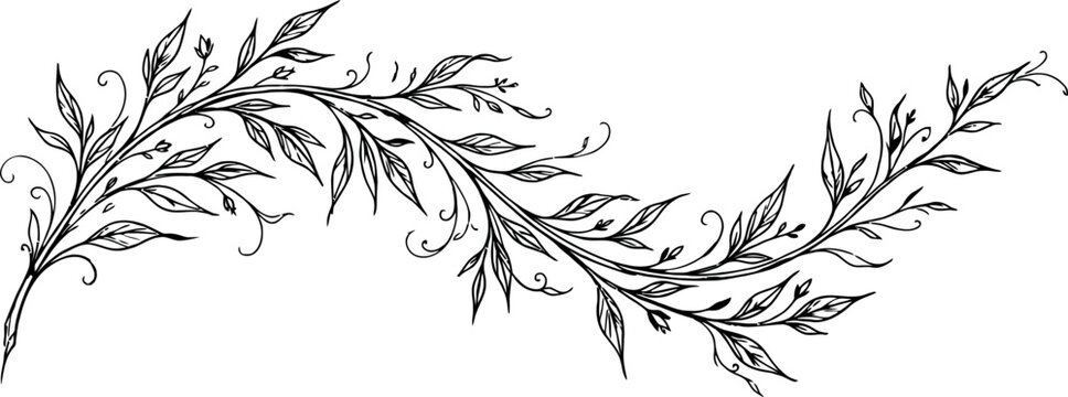 A beautiful hand drawn black and white botanical illustration featuring an elegant curved vine with delicate leaves and swirling tendrils isolated on a white background