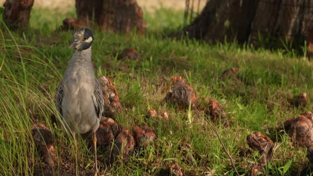 Yellow-crowned night heron ruffling and drying its plumage