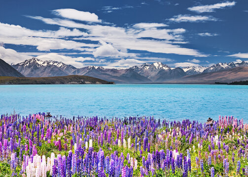 Lake Tekapo with colorful flowers in New Zealand