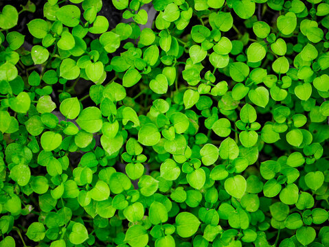 The leaves of common chickweed (Stellaria media) create a beautiful natural backdrop. Taken in Tremosine.