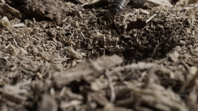 Woodlouse walking across soil and falling into an antlion funnel trap, macro wildlife video
