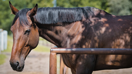 portrait of a horse © Grzegorz