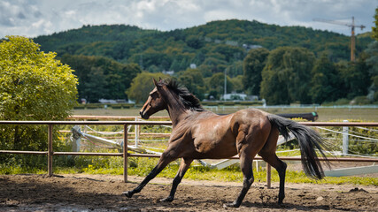 horse and foal © Grzegorz