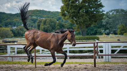 horse and foal © Grzegorz