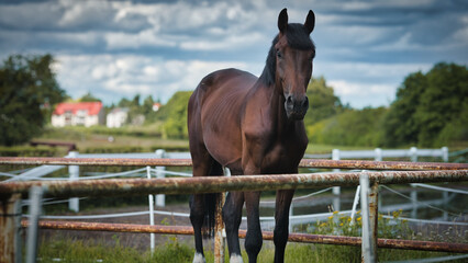 horse and foal © Grzegorz