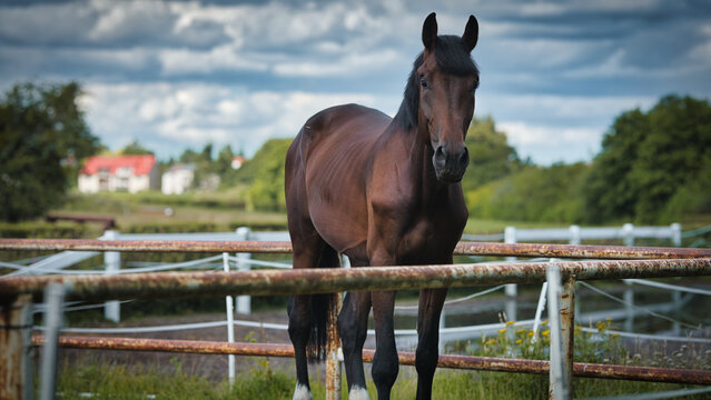 horse and foal
