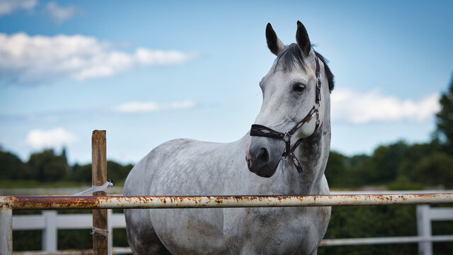 white horse portrait