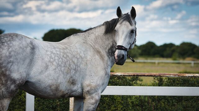 white horse on a farm