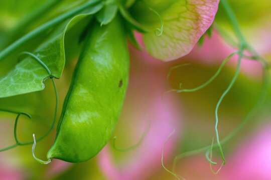 Fresh green pea pod hanging on a vine with curly tendrils and soft pink flowers for organic gardening and sustainable agriculture themes