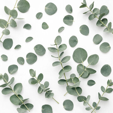 Minimalist background featuring fresh green eucalyptus leaves arranged on a white surface