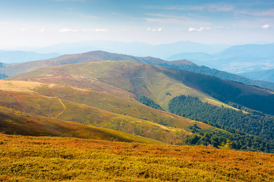 Carpathian mountain landscape in late summer. scenic view of Transcarpathia region from the Great Summit. colorful alpine blueberry field on Polonyna Play hill in the afternoon