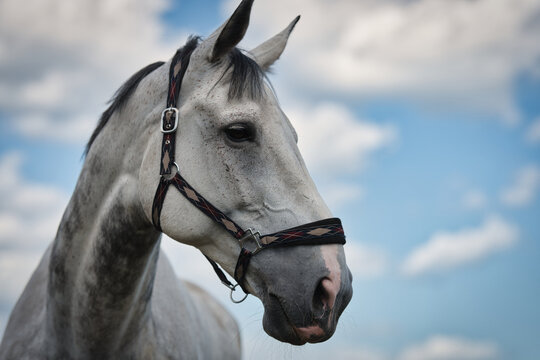 portrait of a horse