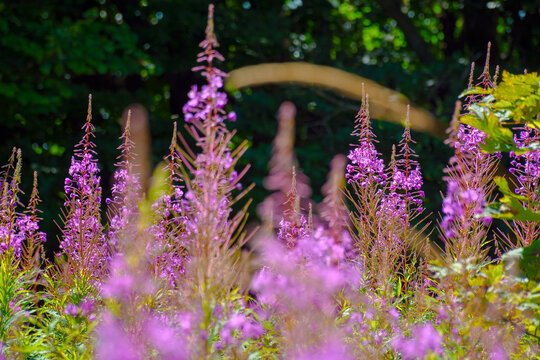 fireweed in full bloom. floral background with purple herb near the forest. willowherb closeup photo on a sunny day