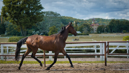 horse in the field © Grzegorz