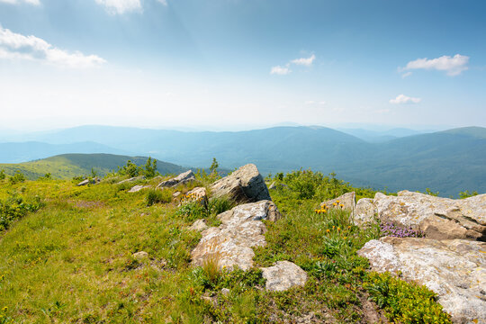 Carpathian mountain landscape in summer. scenic view of Transcarpathia region from the mnt. Smooth. alpine blueberry field with rock on the Polonyna Runa hill
