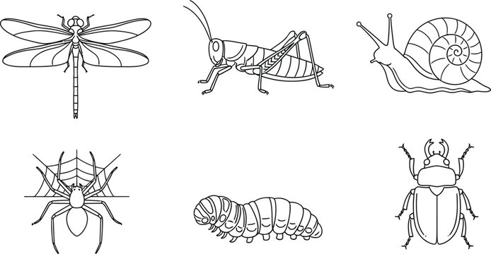 Set of minimalist outline insect and invertebrate icons featuring common bugs and creatures ideal for educational materials nature-themed designs or web elements