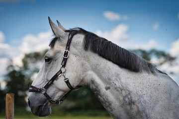 portrait of a horse © Grzegorz