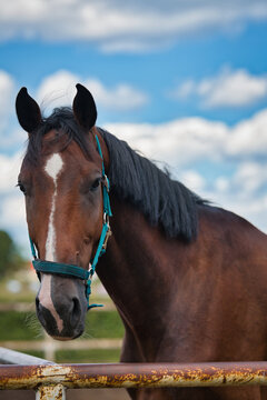 portrait of a horse