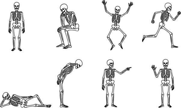 Human Skeleton Character Vector Set Featuring Bones in Various Poses Including Standing Sitting Running Jumping Bowing Lying Down and Waving Positions