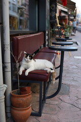 Queen cat laying on a cafe bench © Olga