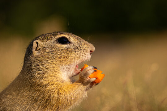 Ground squirrel feeds. Orange carrot contrasts. Side profile charms. Golden meadow glows.