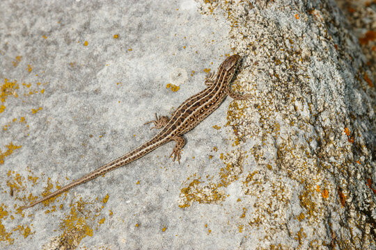 Slender striped lizard resting on gray rock covered with vibrant yellow and orange lichen. Beautiful natural wildlife detail showing reptile in its rocky habitat in Borovoe, Kazakhstan