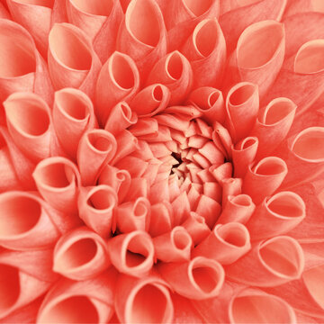 Beauty nature geometric pattern of delicate white pink petals of soft focus blooming dahlia flower. Flowering beautiful background for feminine visual stories, wedding romantic design, greeting card.