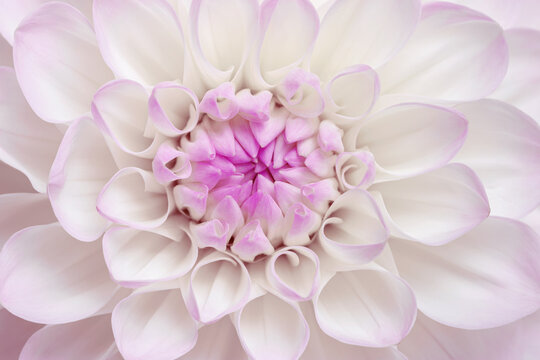 Macro view of delicate white pink dahlia flower with soft petals as natural symmetry spiral composition. Scenic view of gentle gradients, smooth textures, natural floral elegance, botanical aesthetic.