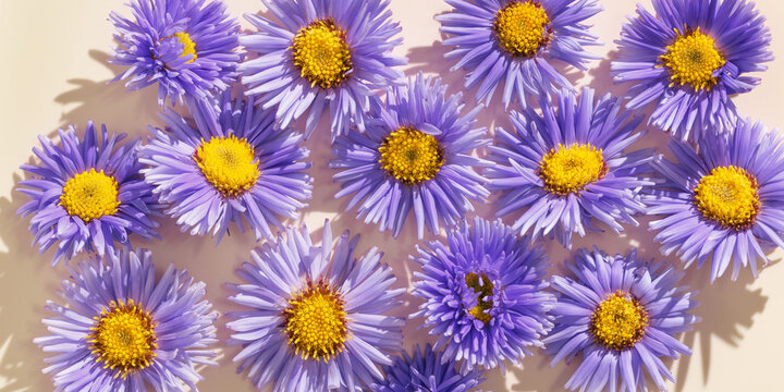 Violet flowers as minimal background. Autumn celebrate concept, floral banner from flowering blooms of delicate blue daisy, stylish botanical still life layout, natural beauty with modern aesthetic.