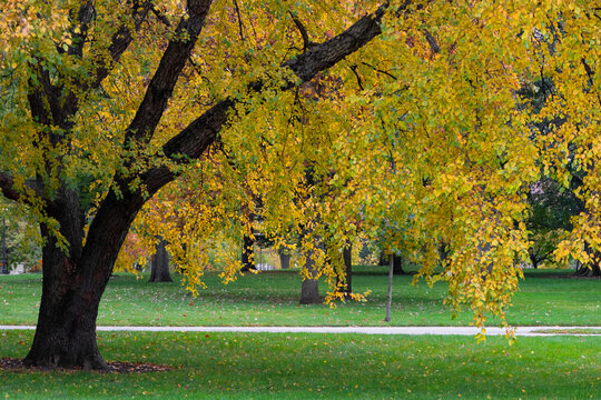 Autumn tree leaves changing colors in park landscape