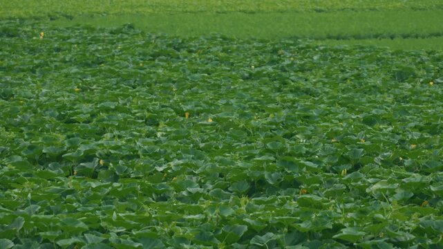 Pumpkin field	