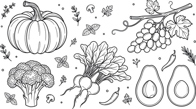 Autumn harvest vegetable fruit line art vector element set featuring pumpkin broccoli grape radish avocado chili pepper herbs