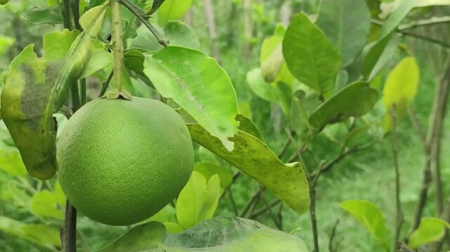 Citrus maxima pomelo fruit ripens naturally on a tropical orchard tree.