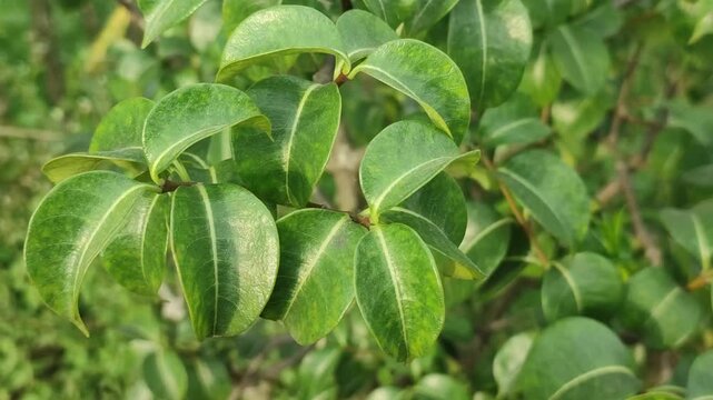 Cryptostegia madagascariensis Madagascar Rubber Vine leaves display lush tropical foliage.