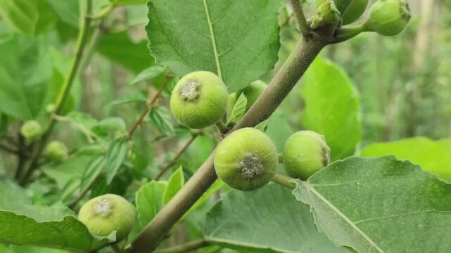 Ficus racemosa cluster fig tree thrives with lush tropical foliage.
