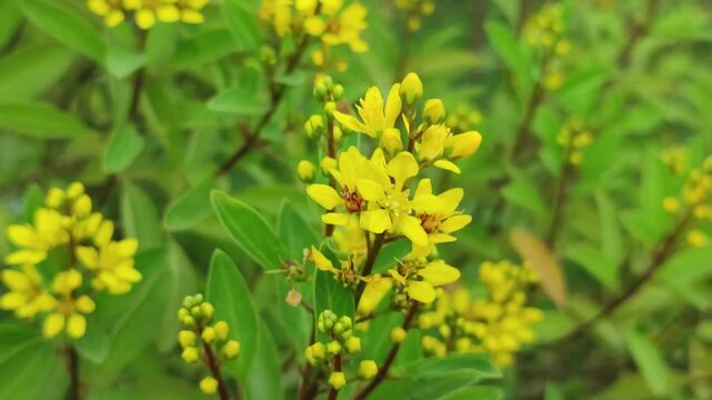 Galphimia glauca Golden Thryallis flowers brighten the garden with vivid yellow blooms.