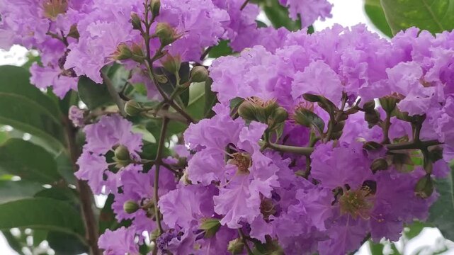 Lagerstroemia speciosa Queens crape myrtle flowers bloom with vibrant purple beauty.