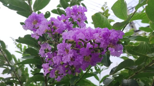Lagerstroemia speciosa Queens crape myrtle flowers brighten the summer landscape.