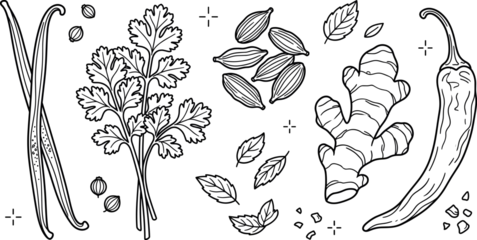 Hand drawn culinary spices and herbs vector line art set featuring chili ginger cardamom vanilla coriander and mint, © Md