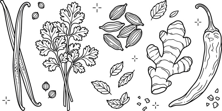Hand drawn culinary spices and herbs vector line art set featuring chili ginger cardamom vanilla coriander and mint,