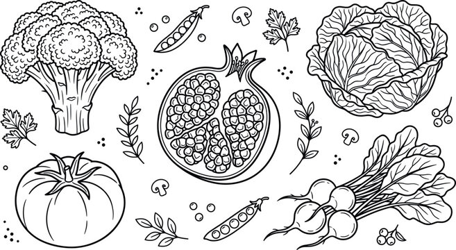 Hand drawn fresh vegetables and fruit vector line art set featuring broccoli pomegranate cabbage tomato radish and herbs,