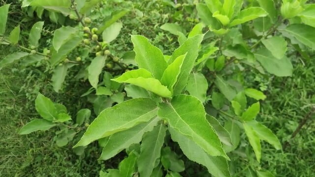 Vernonia amygdalina Bitter Leaf grows with healthy medicinal green foliage.