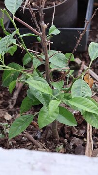 Una planta con hojas en movimiento por el viento en un jard&iacute;n. Video vertical