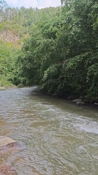river in the forest