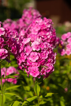 Close-up of vibrant magenta-pink garden phlox, Phlox paniculata, blooming in a cluster with delicate petals and a shallow depth of field creating a soft blurred background.