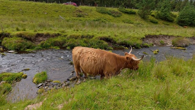 A shaggy Highland cow peacefully grazes on fresh grass between rolling hills beside a crystal-clear river, embracing Scotland's untouched natural beauty.