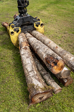 Forestry grapple holds freshly cut birch logs during an outdoor machinery demonstration.